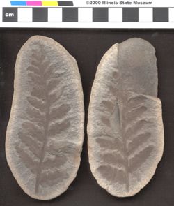 Small image of specimen