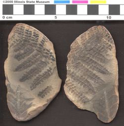 Small image of specimen
