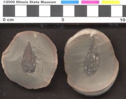 Small image of specimen