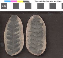 Small image of specimen