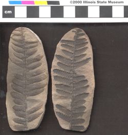 Small image of specimen