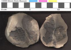 Small image of specimen