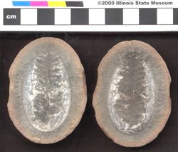 Small image of specimen