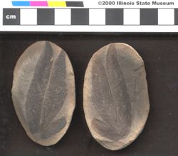 Small image of specimen