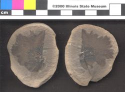 Small image of specimen