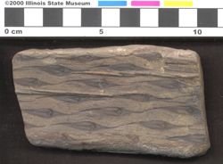 Small image of specimen