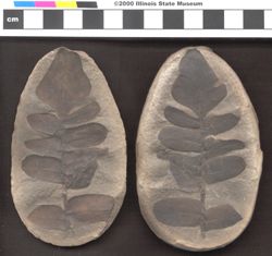 Small image of specimen