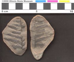 Small image of specimen