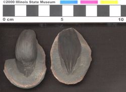 Small image of specimen