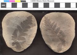 Small image of specimen