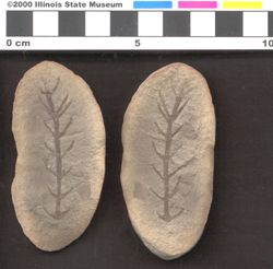 Small image of specimen