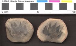 Small image of specimen