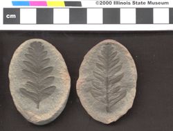 Small image of specimen