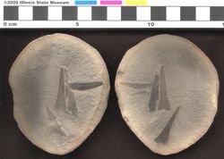 Small image of specimen