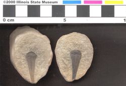 Small image of specimen