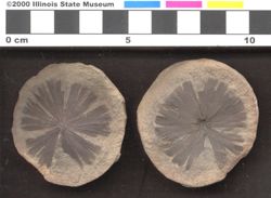 Small image of specimen