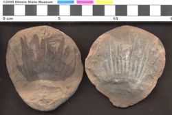 Small image of specimen