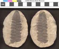 Small image of specimen