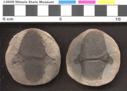 Small image of specimen