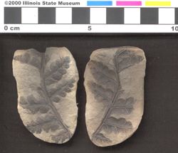Small image of specimen