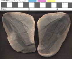 Small image of specimen