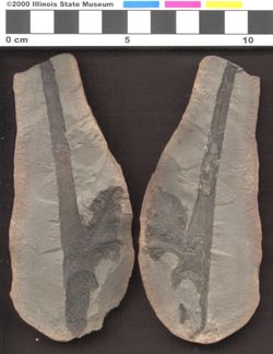 Small image of specimen