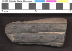 Small image of specimen
