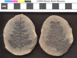 Small image of specimen