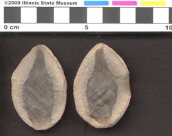 Small image of specimen
