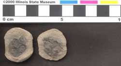Small image of specimen