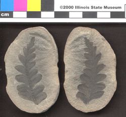 Small image of specimen