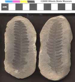Small image of specimen