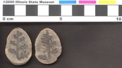 Small image of specimen