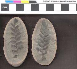 Small image of specimen