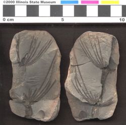 Small image of specimen