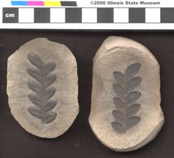 Small image of specimen