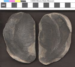 Small image of specimen