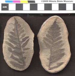 Small image of specimen