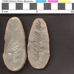 Small image of specimen