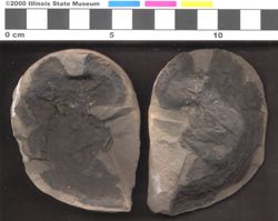 Small image of specimen