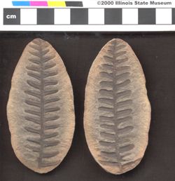 Small image of specimen