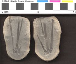 Small image of specimen