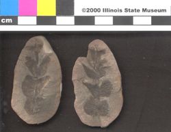 Small image of specimen