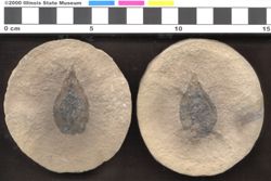 Small image of specimen