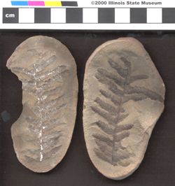 Small image of specimen