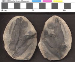 Small image of specimen