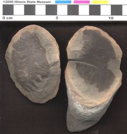 Small image of specimen