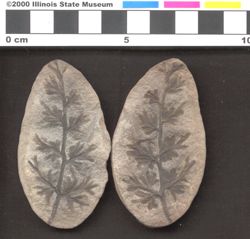 Small image of specimen