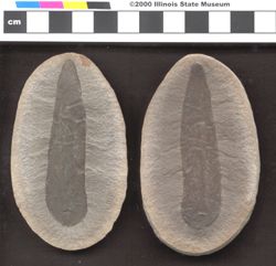 Small image of specimen