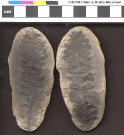 Small image of specimen